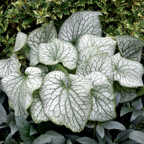 Бруннера крупнолистная 'Александр Грейт'