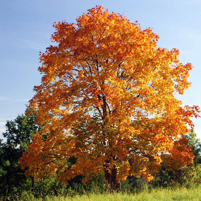 Клен остролистный 'Химер'
