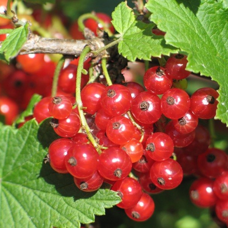 Смородина красная 'Голландская'