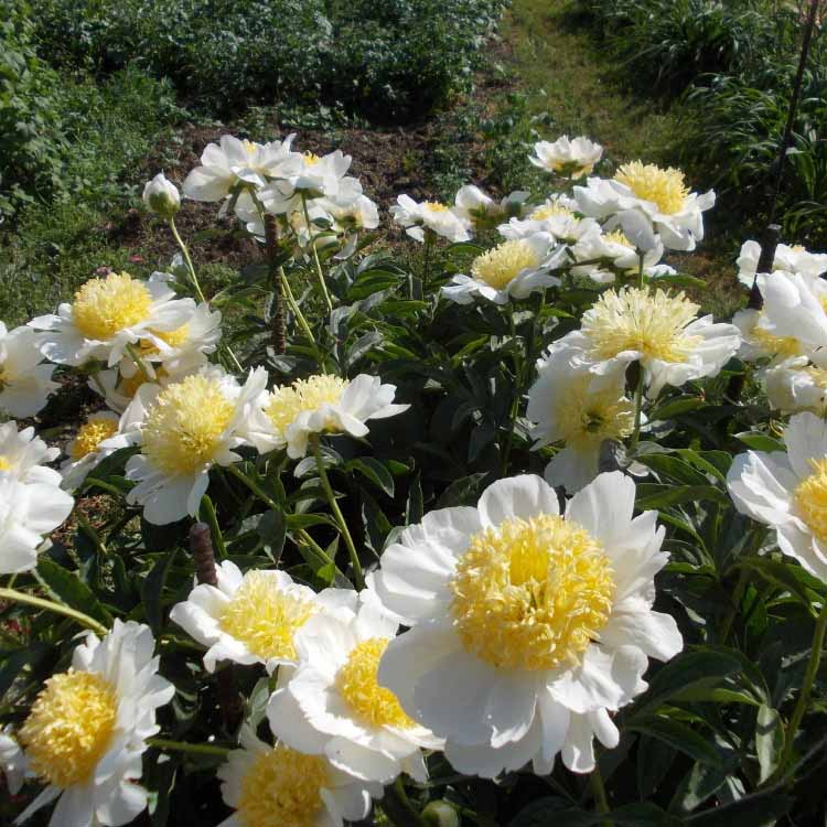 Пион молочноцветковый 'Бу Ти'