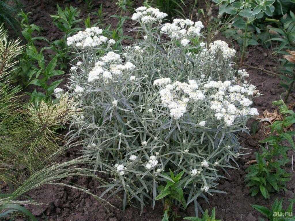 Анафалис жемчужный