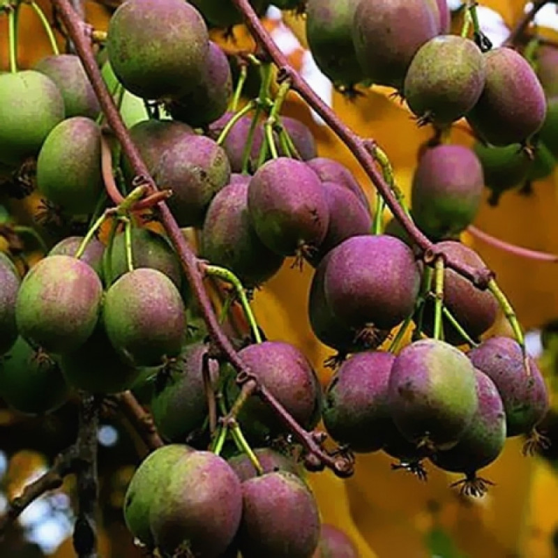 Актинидия Аргута 'Вейки' (жен)