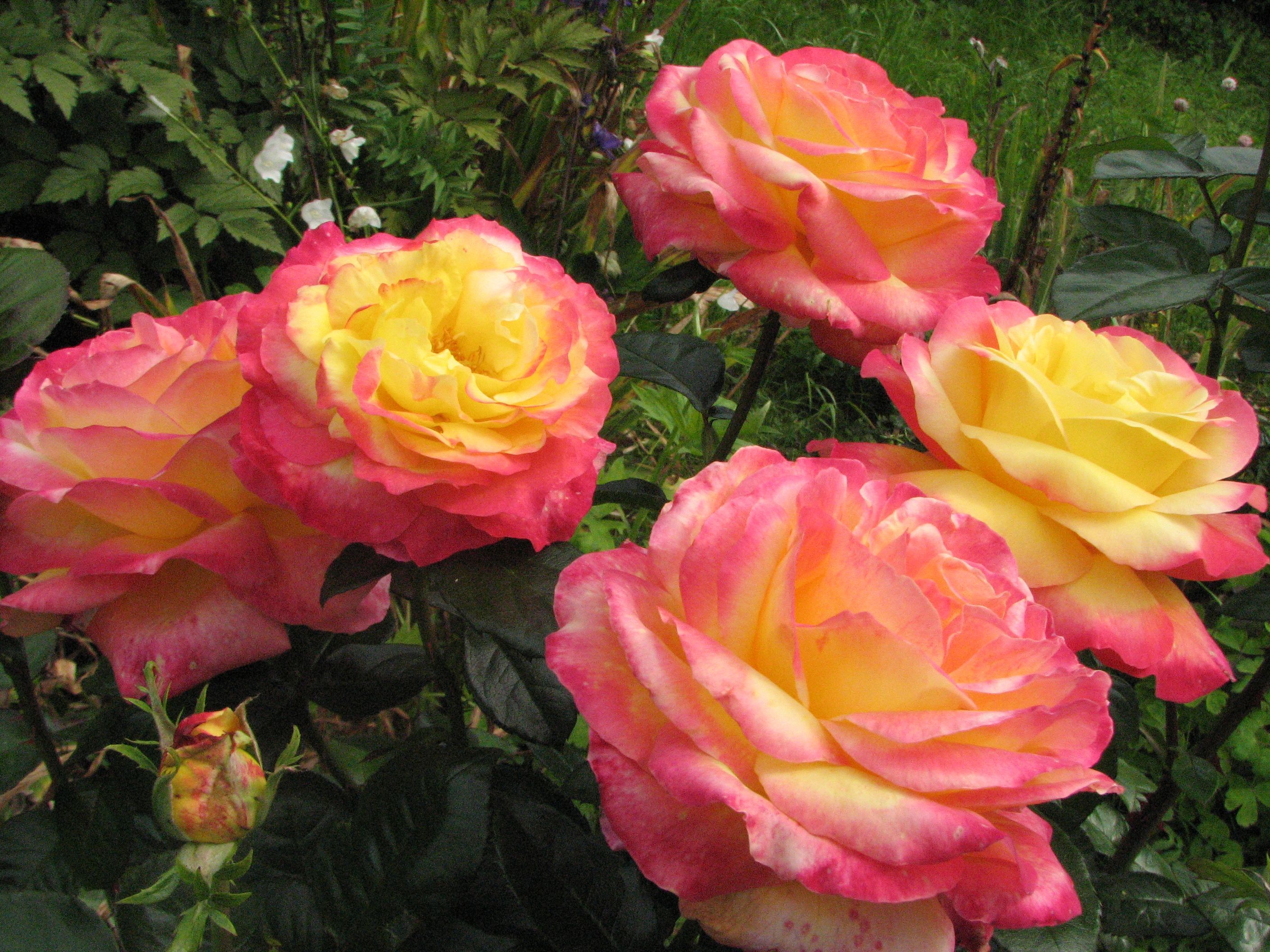 Роза 'Ориентал Пиас' (чайно-гибридная) (розово-желтая)