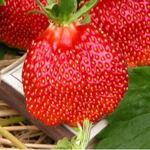 Земляника (клубника) 'Амулет'