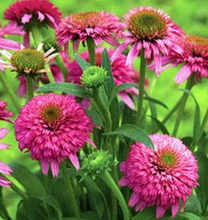 Эхинацея пурпурная 'Пикколино'