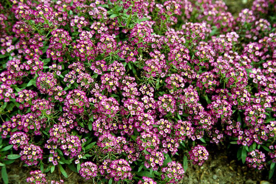 Алиссум морской (Лобулярия) 'Исте Боннет Пинк'