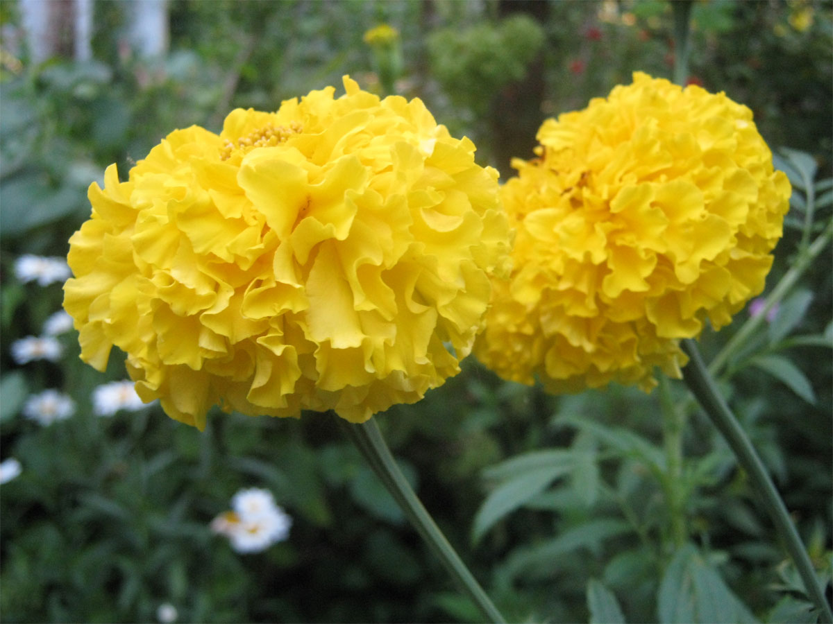 Тагетес (бархатцы) прямостоячий 'Мери Хелен' (желтый махровый)