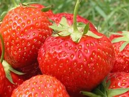 Земляника (клубника) 'Кама'