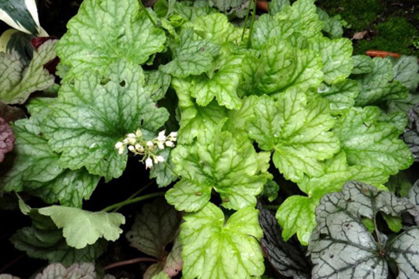 Гейхера гибридная 'Кира Грин Ти'