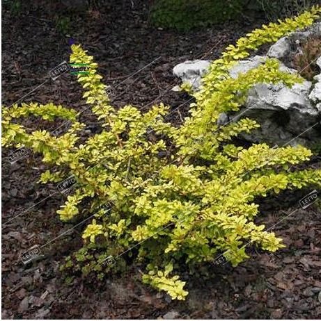 Барбарис Тунберга 'Спешл Голд'