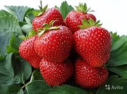 Земляника (клубника) 'Вэлери'