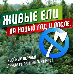 Живые Ели на Новый Год 2022