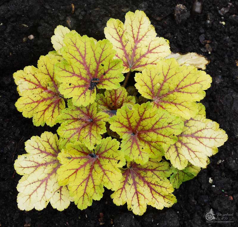 Гейхера 'Да Винчи'