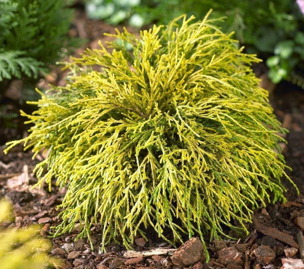 Кипарисовик горохоплодный 'Санголд'