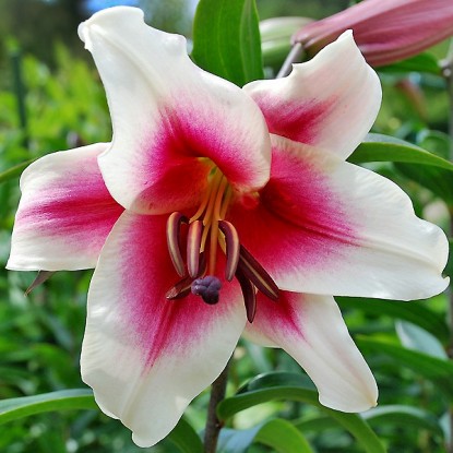 Лилия 'Гарден Плеже' (бело - розовая)