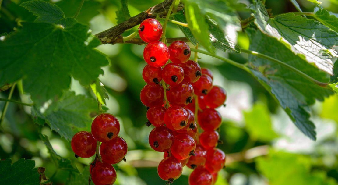 Смородина красная 'Алтайский рубин'