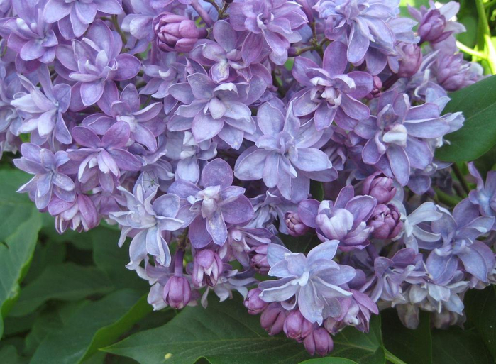 Сирень обыкновенная 'Память о Кирове' (лилово - голубая)