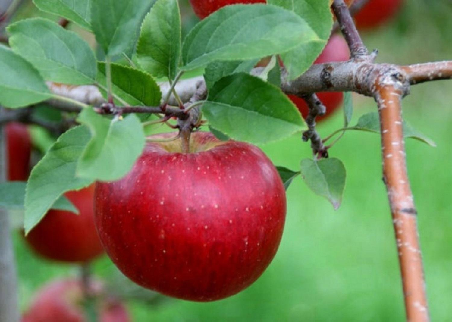 Яблоня домашняя 'Топаз'