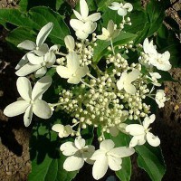 Гортензия метельчатая 'Прекокс'