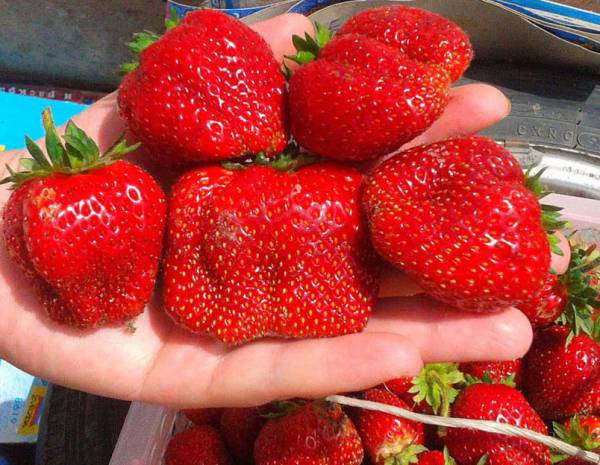 Земляника (клубника) 'Вима Ксима'