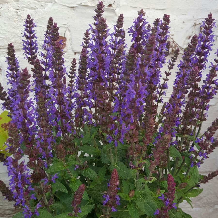 Сальвия дубравная (Шалфей) 'Блю Конеген'