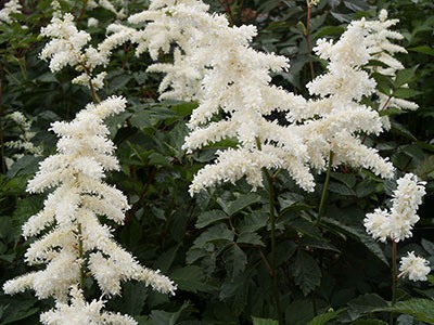 Астильба японская 'Дойчланд' (белая)