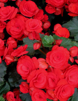 Бегония клубневая 'Нонстоп Ред' (ярко-красная)