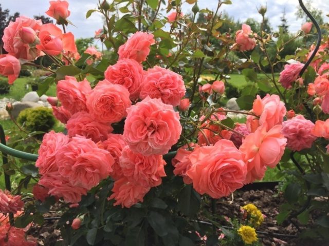 Роза 'Клайминг Кимоно' (плетистая) (розовая)