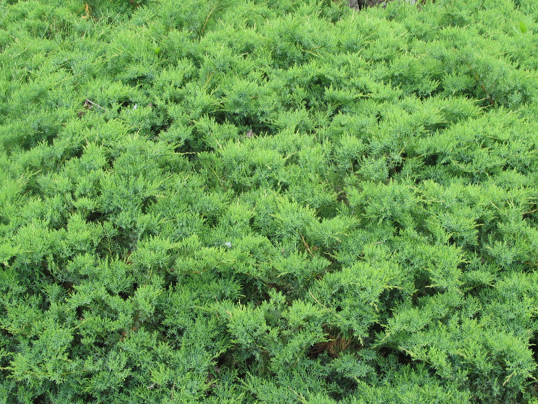 Можжевельник даурский 'Ленинград'