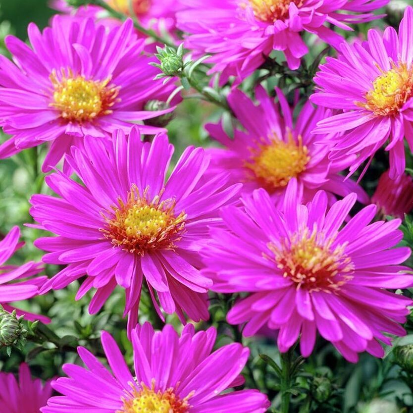 Астра кустовая 'Аннеке'