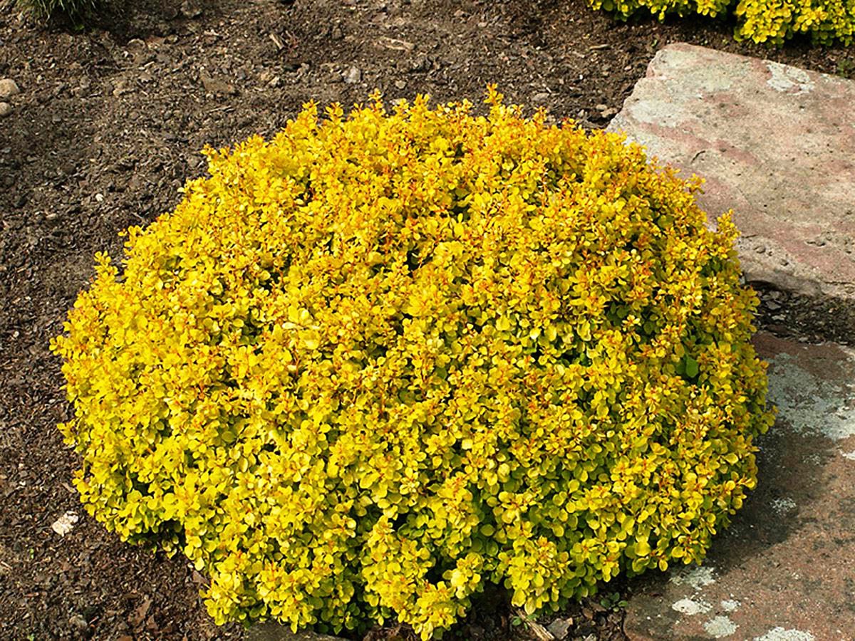 Барбарис Тунберга 'Анна'