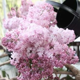 Сирень обыкновенная 'Лавалиенсис' (розово - белая)