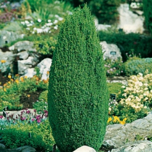 Можжевельник обыкновенный 'Компресса'