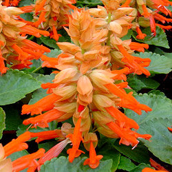 Сальвия блестящая 'Редди Салмон' (лососевая)