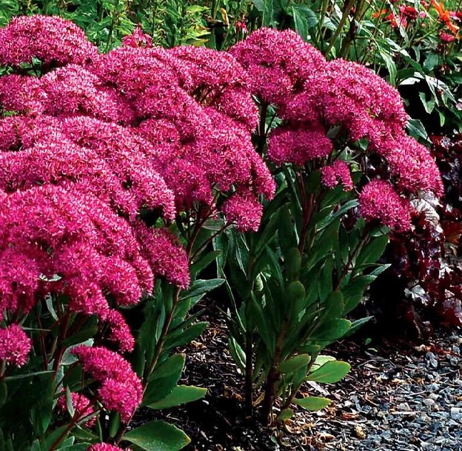 Седум гибридный (Очиток) 'Мистер Гудбад'