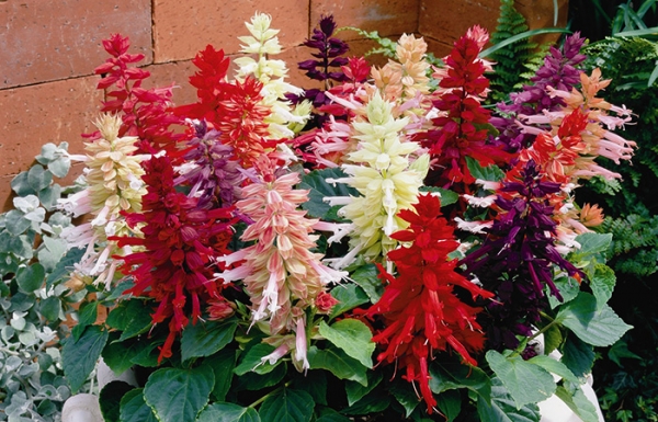 Сальвия блестящая