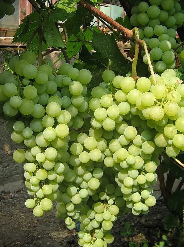 Виноград 'Жемчуг Сабо'