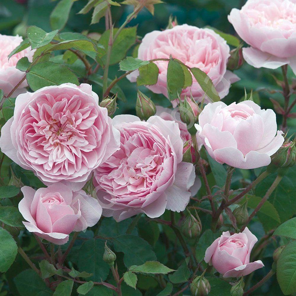 Роза 'Оливия Роза Остин' (парковая) (розовая)