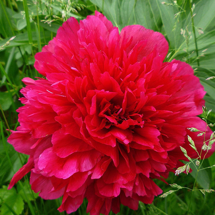 Пион молочноцветковый 'Леди ин Ред' (красно - малиновый)