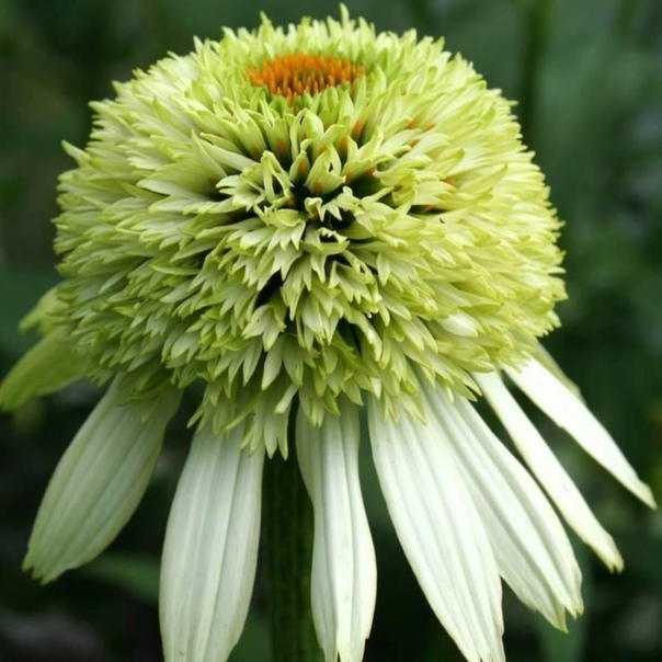 Эхинацея пурпурная 'Коконат Лайм'