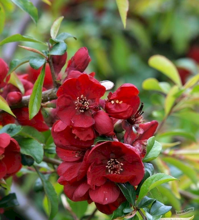 Айва японская 'Николине'