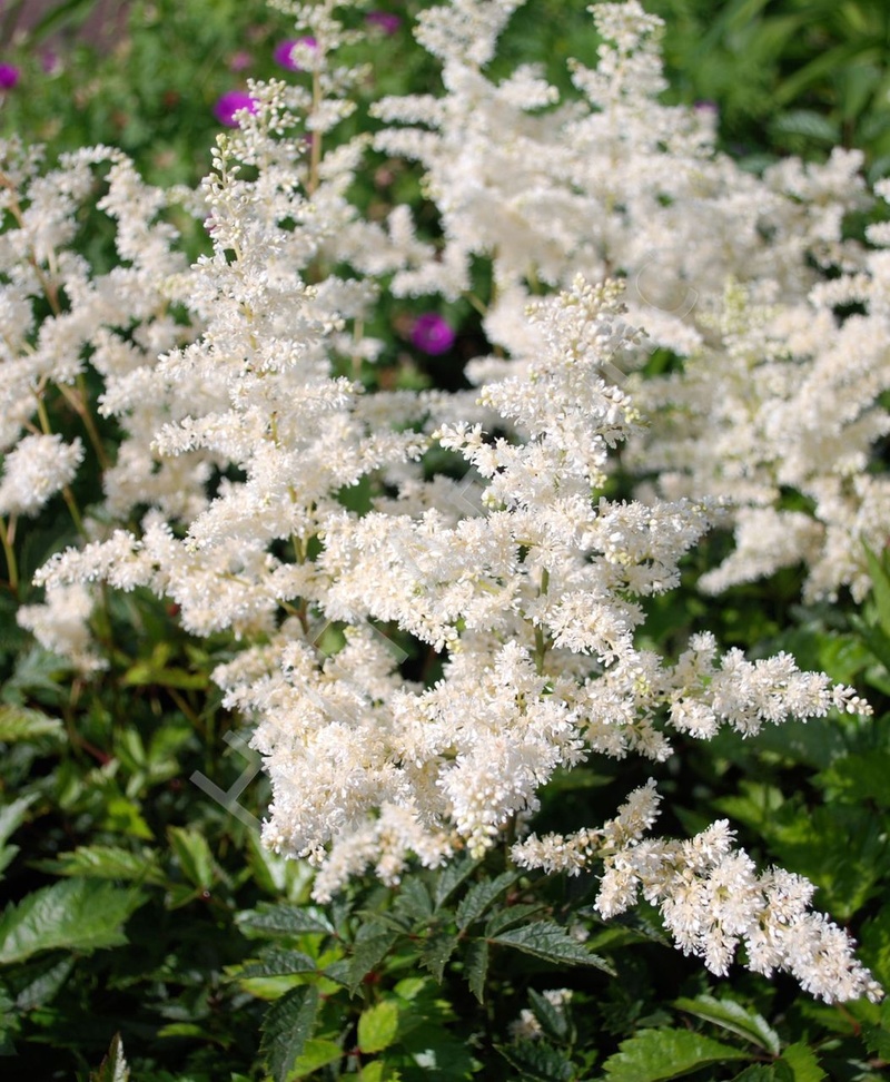 Астильба японская 'Глэдстоун' (белая)
