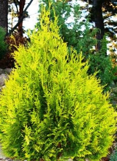 Туя западная 'Санкист'