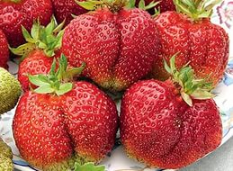 Земляника (клубника) 'Богема'