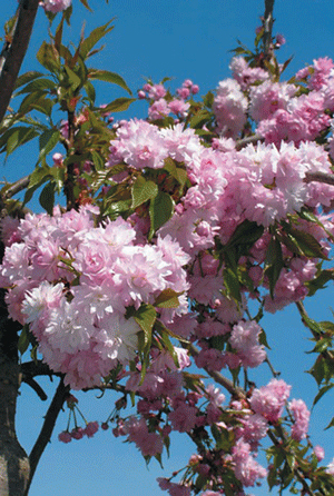 Вишня мелкопильчатая (сакура) 'Кику Шидаре'