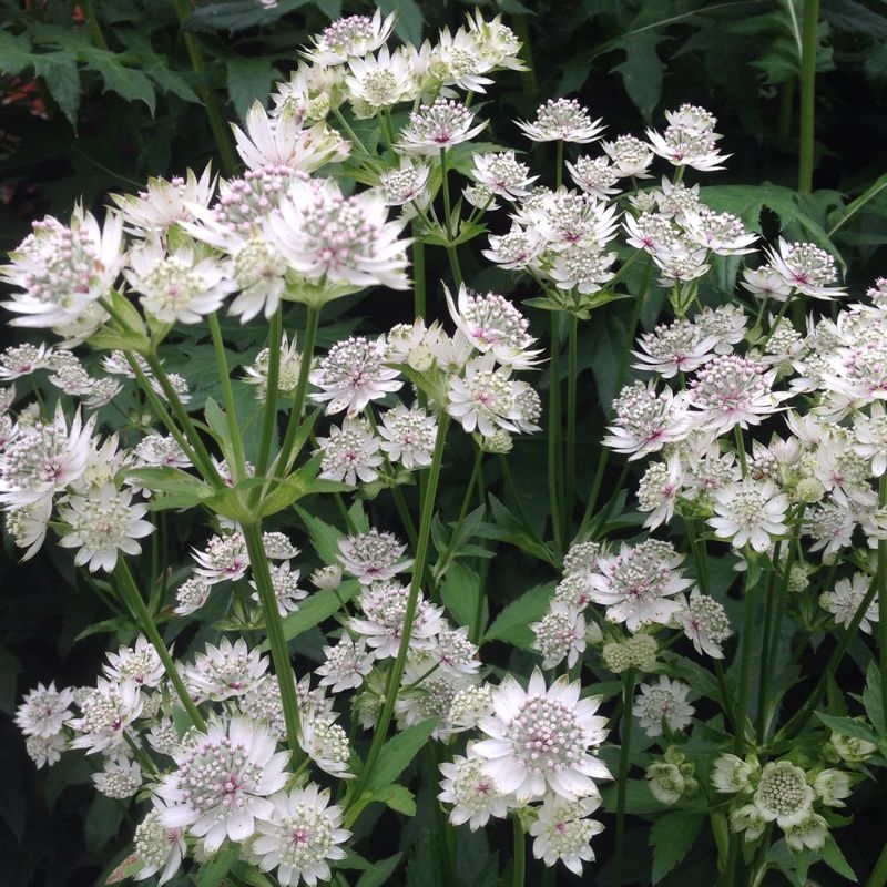 Астранция большая 'Стар оф Биллион'