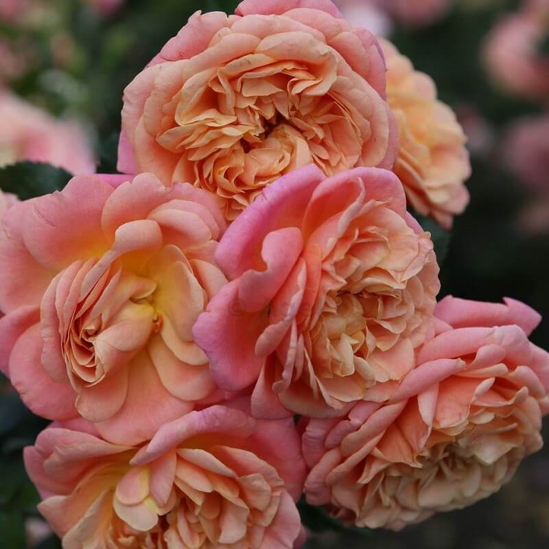 Роза 'Пич Мельба' (плетистая) (розово-абрикосовый)