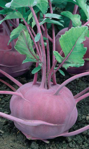 Капуста кольраби 'Мадонна'