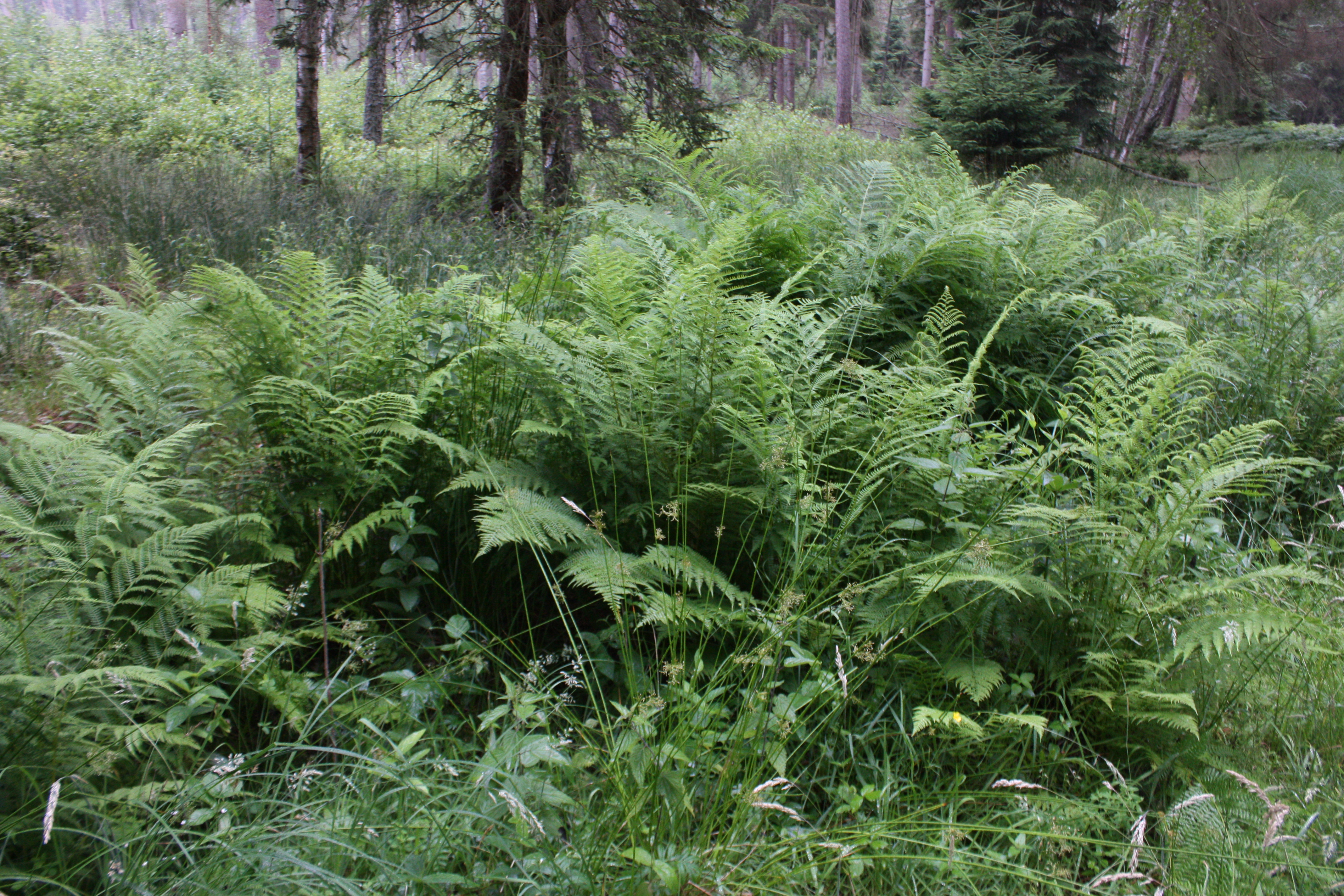 Щитовник мужской