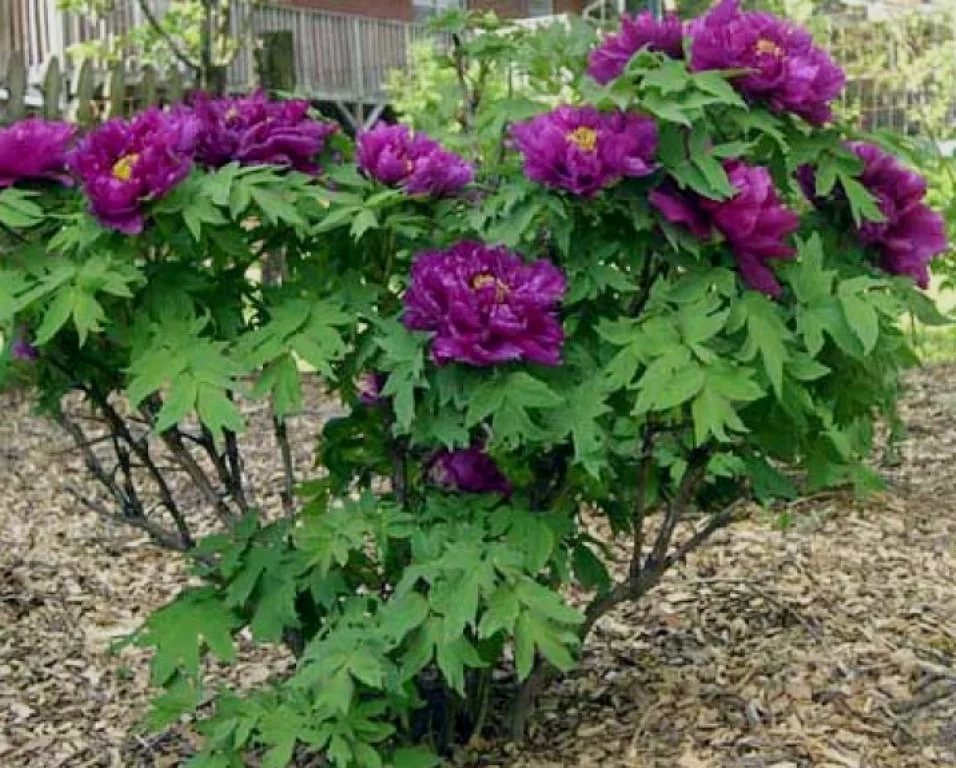 Пион древовидный 'Пурпул найт' (фиолетовый)